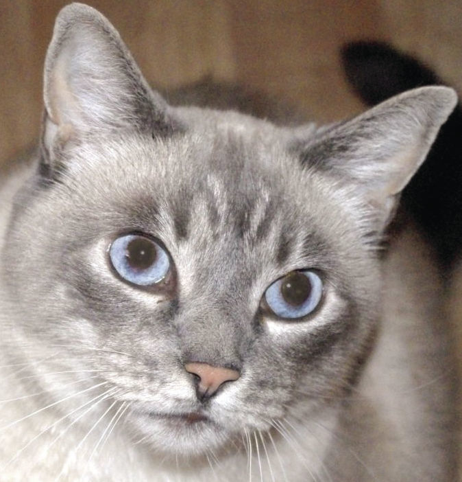 Pets of the Week: Cinco